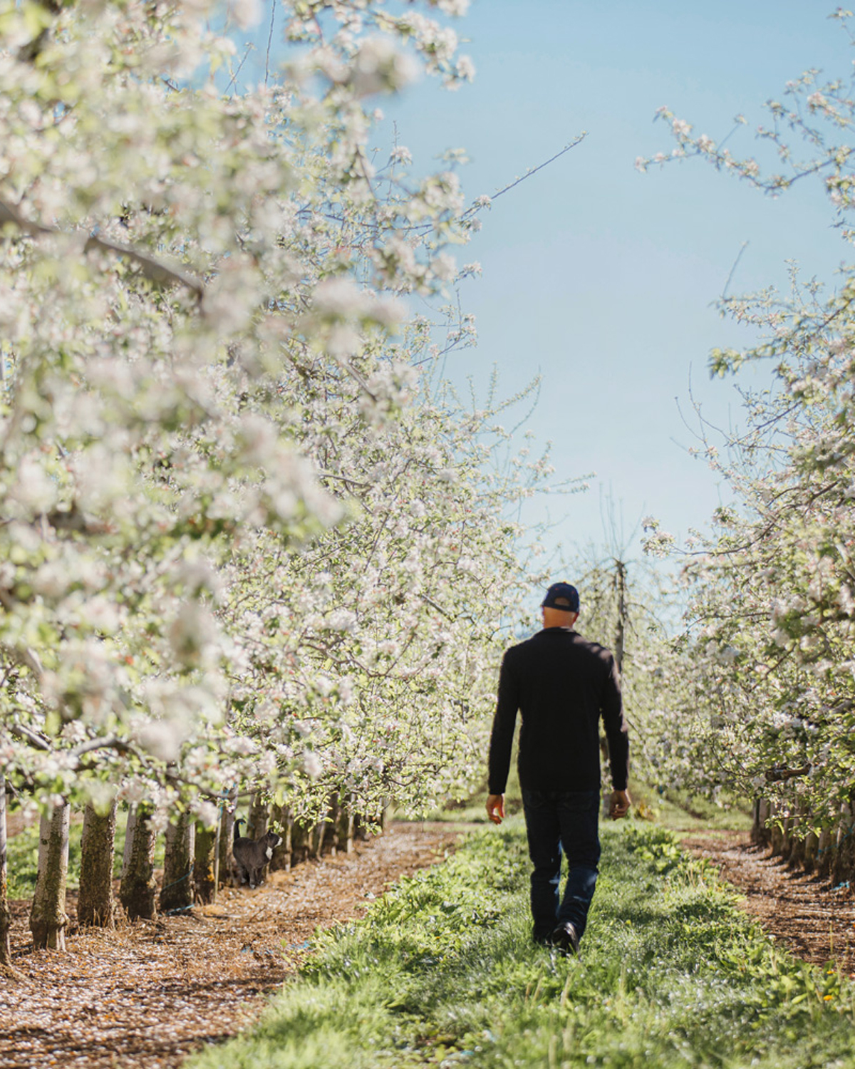 walking-through-blossom-crop